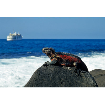 Marine Iguana by Wafue - Wrapped Canvas Print