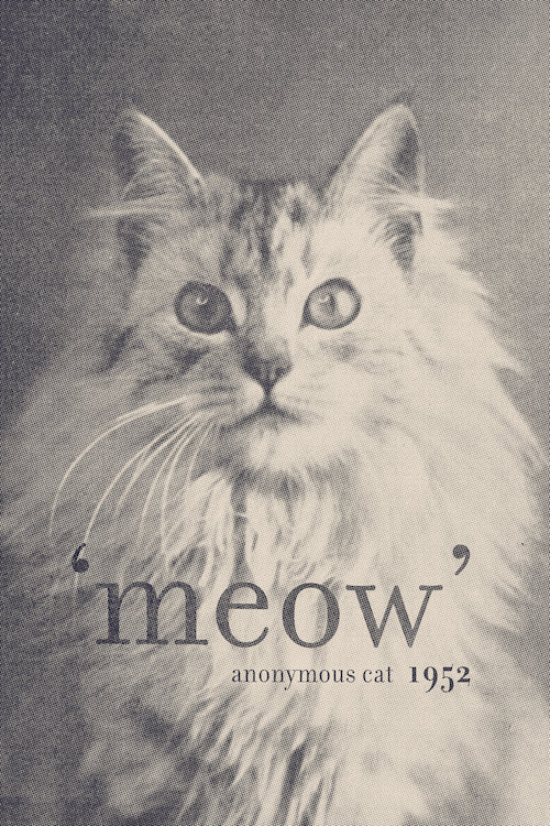 « célèbre quotes (chat) », impression sur toile tendue, H 26 po x l 18 po x P 1,5 po