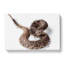 Close to a Rattle Snake in Abstract - Wrapped Canvas-55317596