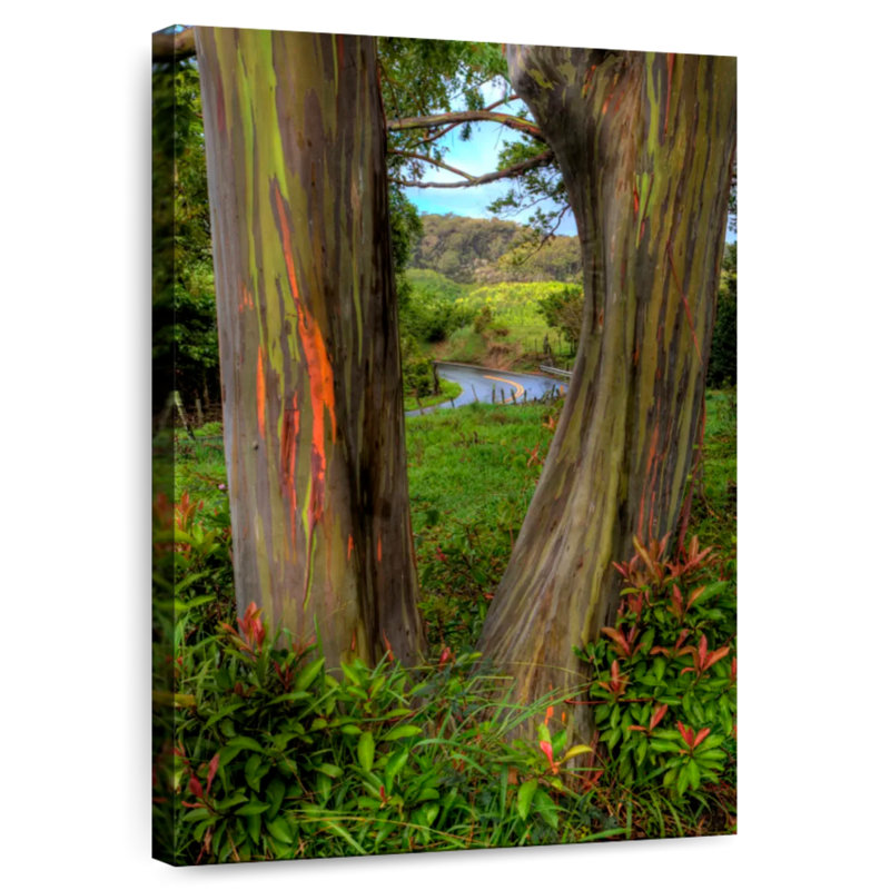 Harnek Roadside Rainbow Eucalyptus, 12" H x 8" W