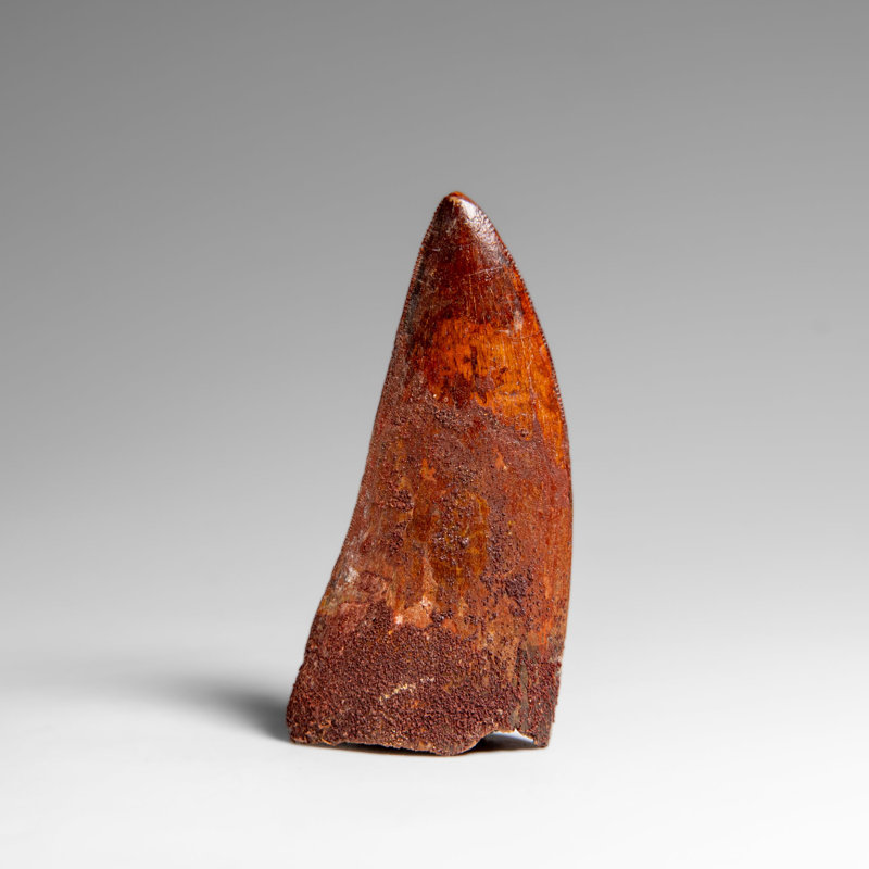 Genuine Natural Carcharodontosaurus Dinosaur Tooth In Display Box