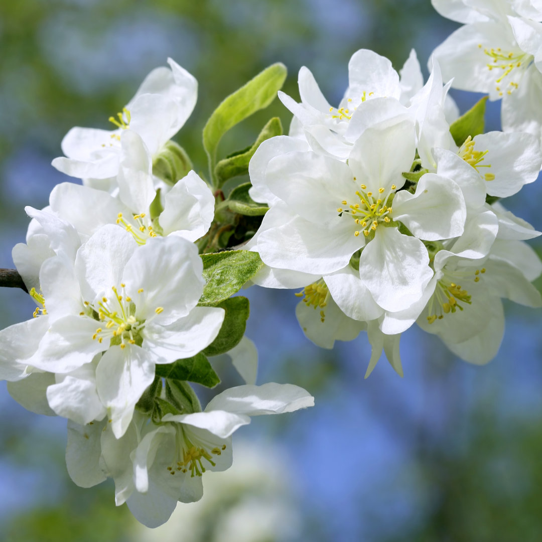 Apfelblüte - Leinwandbild