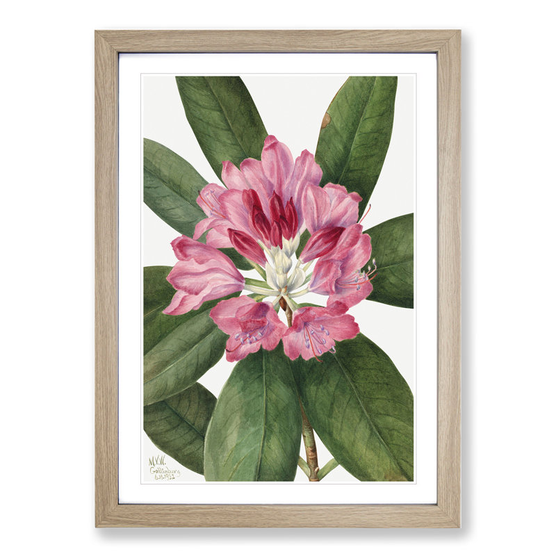 Mountain Rose Bay by Mary Vaux Walcott - Framed Print, Oak Framed, 65cm H x 48cm W x 2cm D