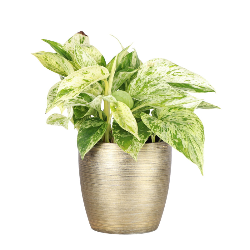 Live Marble Queen Pothos Plant in Classic Pot