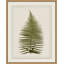 Plant Presses 6 Print by Lillian August