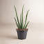 Aloe Vera in Nursery Pot