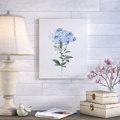 « cape leadwort », reproduction d’art sur toile tendue