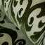 Mayfair Flocked Damask 10.05m x 53cm Wallpaper Rolll-33990112