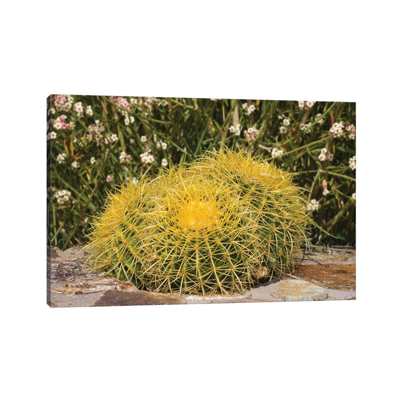 États-Unis, Arizona, Golden Barrel Cactus par Jamie & Judy Wild - Giclée sur toile tendue avec châssis