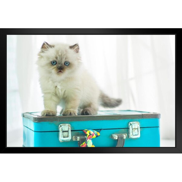 Latitude Run® Baby Himalayan Cat Standing On Vintage Suitcase Photo ...