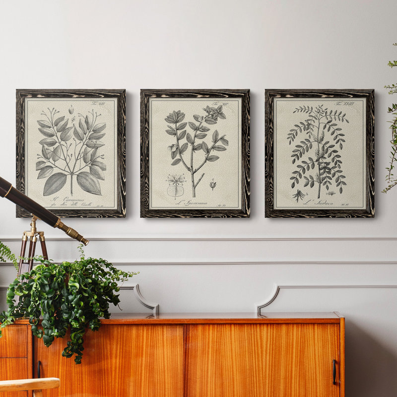 " Antique Black And White Botanical VII " 3 - Pieces, 20" H x 51" W, Black