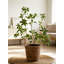 Ornement décoratif d'intérieur et d'extérieur de verdure artificielle minimaliste Pieris Japonica