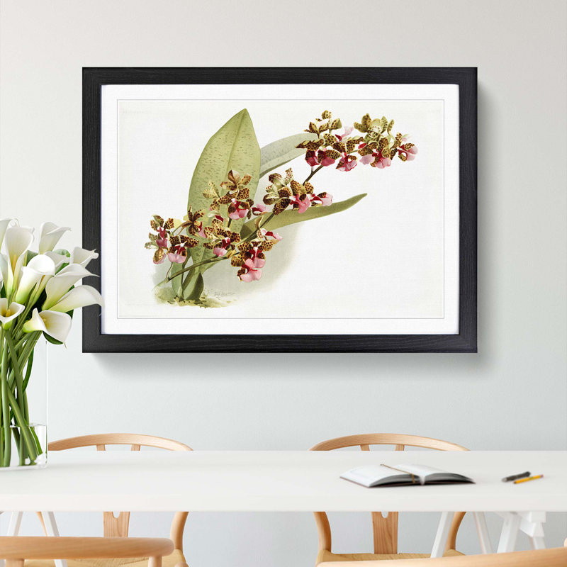 Magnolia Flowers Illustration Tab.73 by Frederick Sander - Picture Frame Art Print on MDF, 27cm H x 36cm W x 2cm D