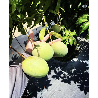 Venus Mango Tree - Live Fruit Trees in 10 Inch Pots - Mangifera Indica - Tropical Edible Fruit Bearing Tree