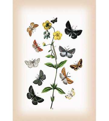 William Forsell Kirby - Unframed Graphic Art