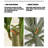 High-End Dragon's Blood Tree Bionic Green Plant