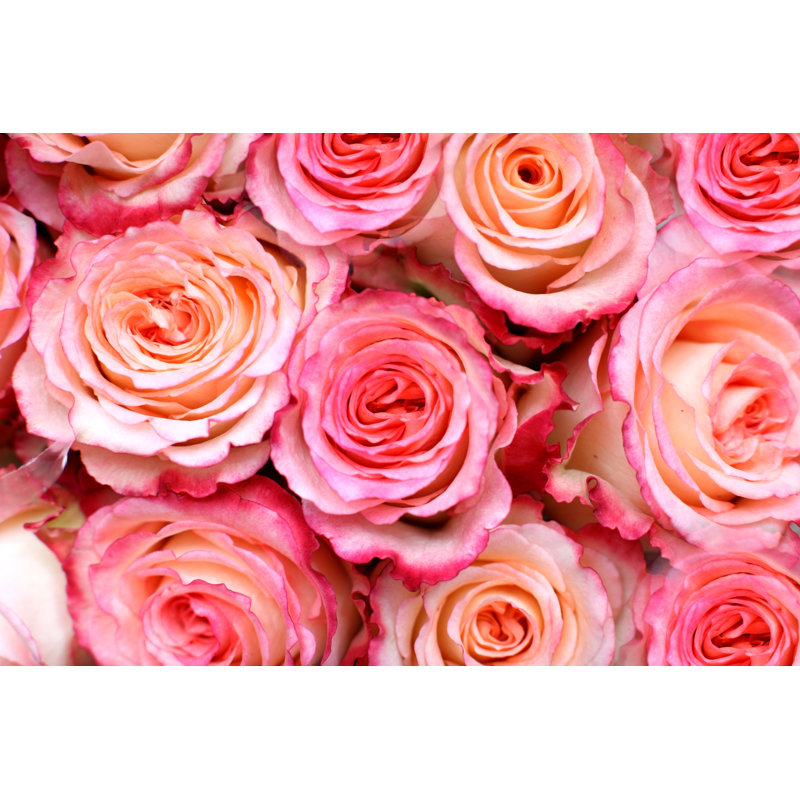 Roses Background - Wrapped Canvas Print, 20cm H x 30cm W x 3.8cm D