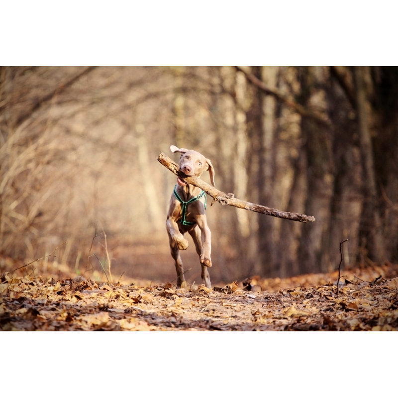 Chien jouant - Photographie sur toile tendue, H 8 po x l 12 po