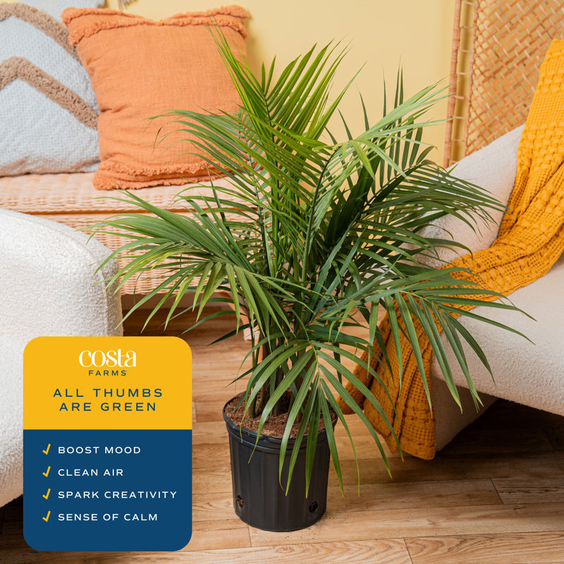 Majesty Palm Tree in Nursery Pot