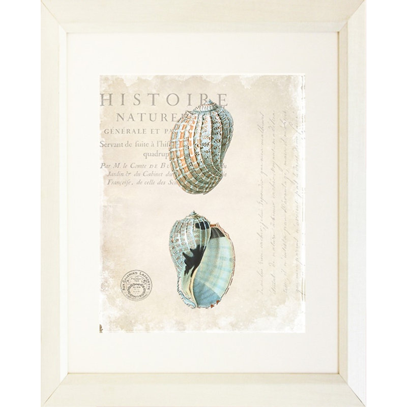 « antique shells » par sylvie powell, impression encadrée