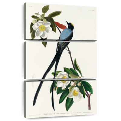 Fork-Tailed Flycatcher
