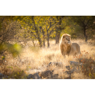 Lion Protecting His Herd - Wrapped Canvas Print