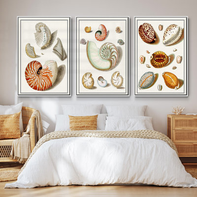 Collection Shells I - Ensemble de 3 cadres flottants sur toile