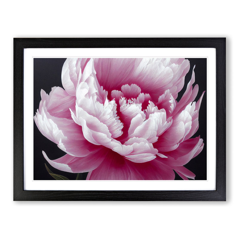 Splendid Peony Flower - Framed Print, Black, 25cm H x 34cm W x 2cm D