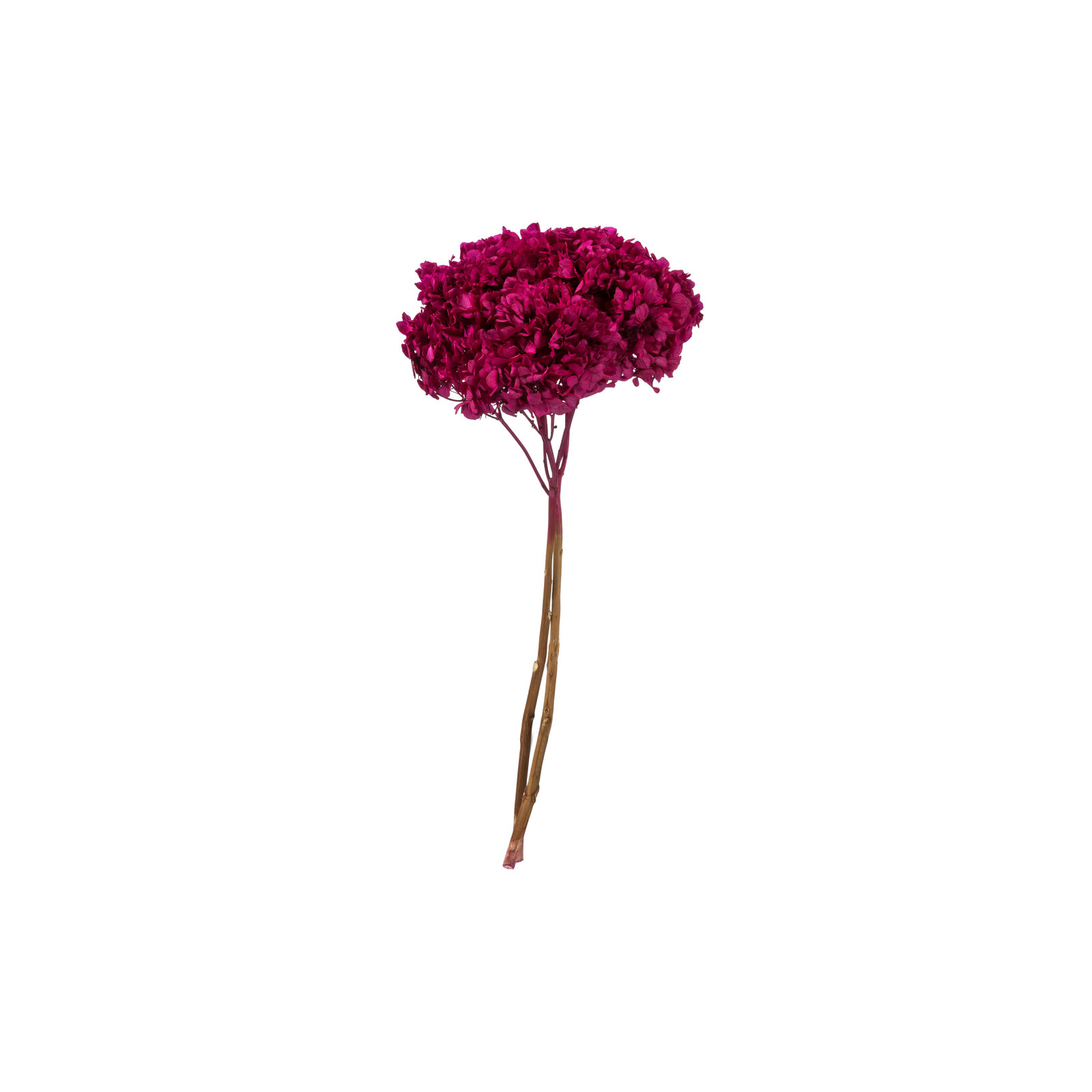 Natural Botanicals 15" Hydrangea with Multiple Branch Segments, Preserved, Merlot