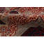 Aryana Wool Oriental Area Rug in Red