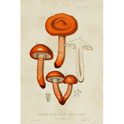 Mushroom Varieties IV - Art Prints