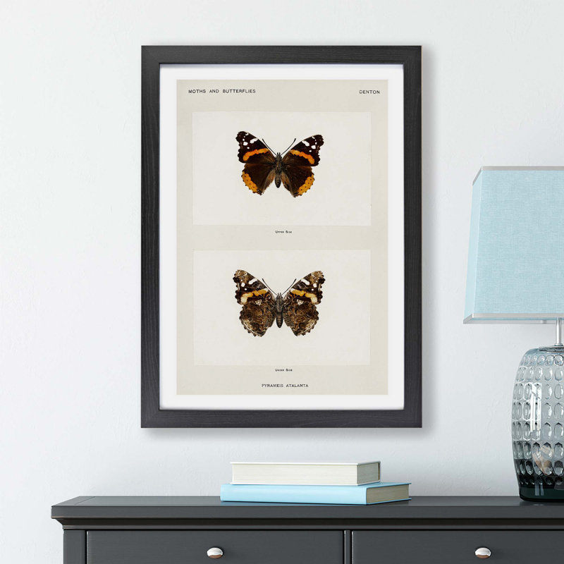 Red Admiral Butterfly by S.F. Denton - Framed Print, 24cm H x 33cm W x 2cm D, Black
