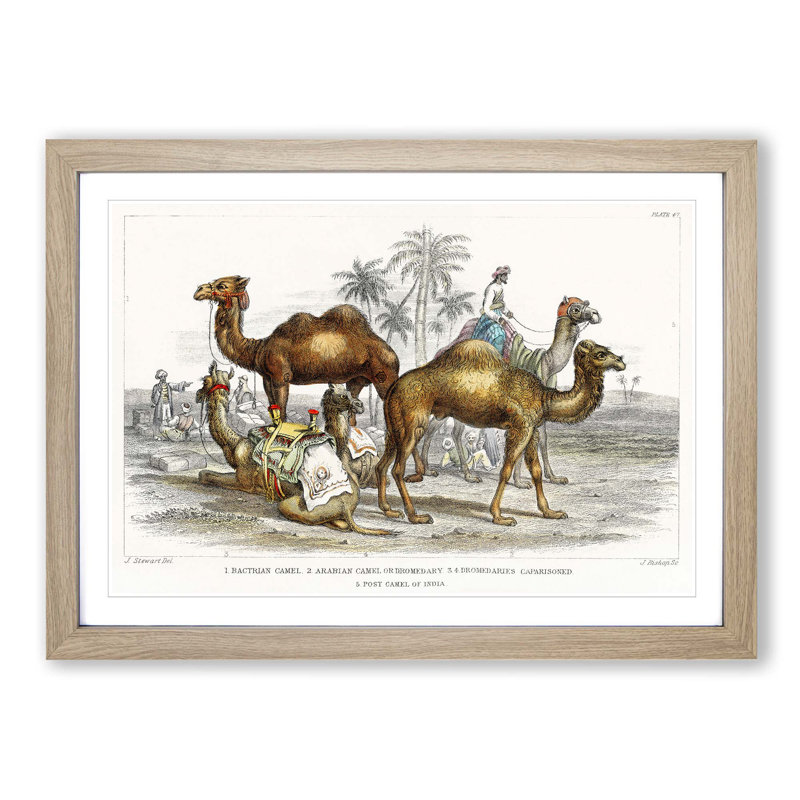 Camels by Oliver Goldsmith - Picture Frame Painting Print, Oak Framed, 36cm H x 48cm W x 2cm D