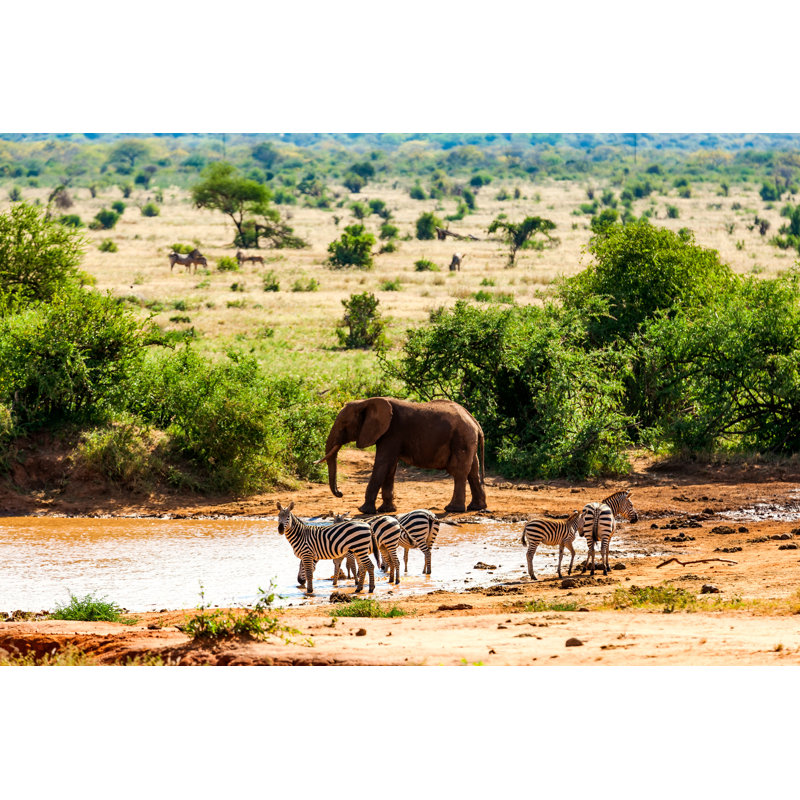 Elephant And Warthog At Lake In Savannah - Wrapped Canvas Print, 30cm H x 46cm W x 3.8cm D