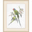 Pair of Parakeets Illustration Framed Watercolour Painting Print