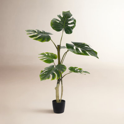 38" Philodendron Tree in Pot