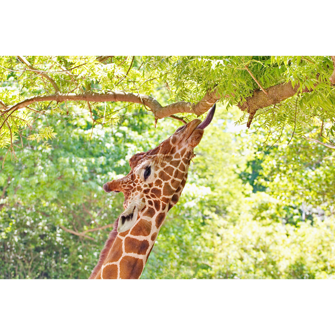 Giraffe Portrait Eating Leaves