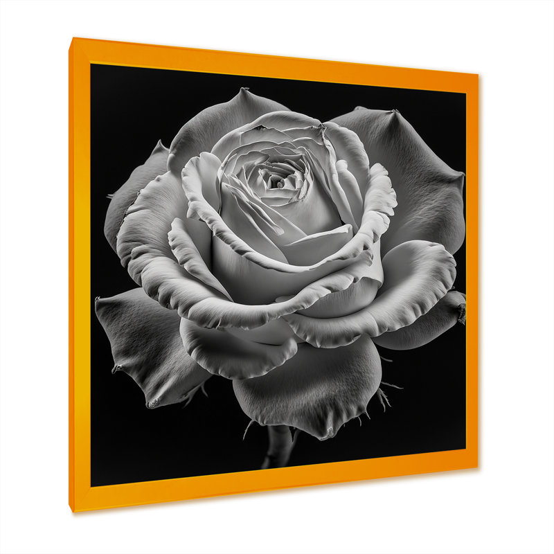 «Blossoming White Rose on Black III», reproduction sur toile, H 36 po x l 36 po x P 1,5 po, Encadrement doré