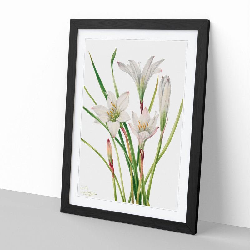 Atamasco Lily by Mary Vaux Walcott - Picture Frame Painting, 48cm H x 36cm W x 2cm D, Black Framed