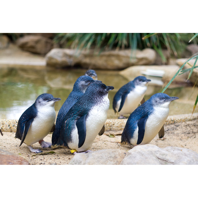 Little Penguins by Tiger_barb - Wrapped Canvas Print, 51cm H x 76cm W x 3.8cm D
