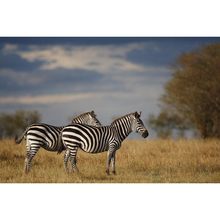 Two Zebras Standing in African Plain Reserve by GP232 - Wrapped Canvas Art Prints