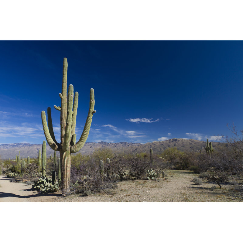 Saguaro In Landscape - Wrapped Canvas Print, 30cm H x 46cm W x 3.8cm D