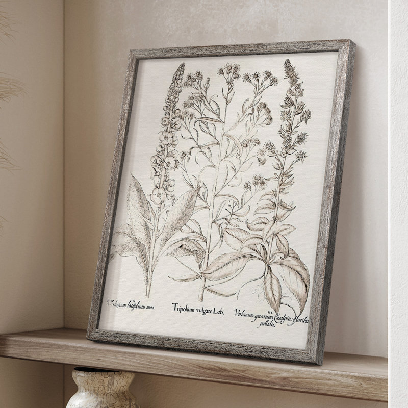 Sépia Besler Botanicals, reproduction d'art encadrée - bois massif, H 21 po x l 17 po