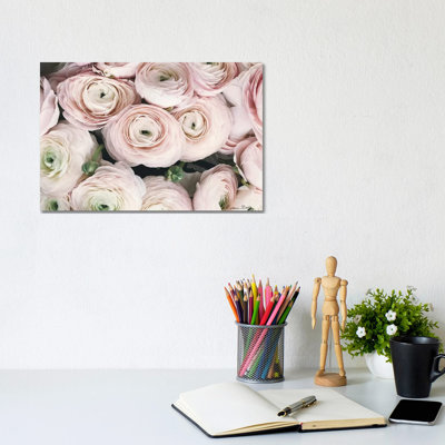 Soft Ranunculus