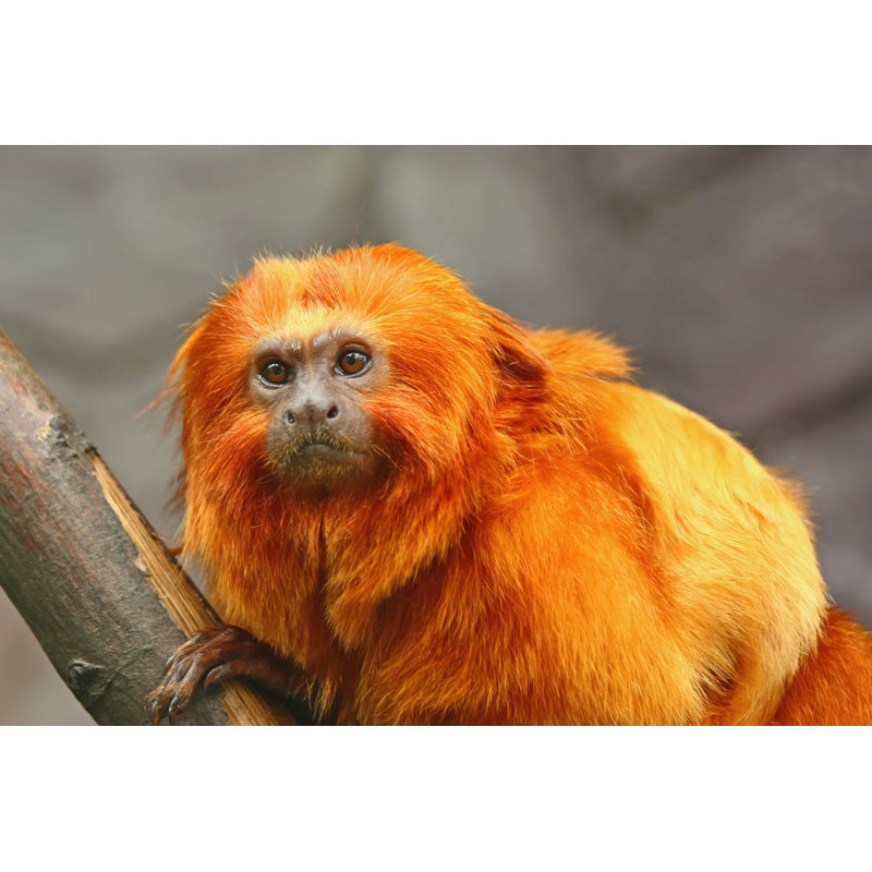 Golden Lion Tamarin by Jaroslav Frank - Wrapped Canvas Print, 61cm H x 91cm W