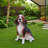Lifelike Beagle Dog Statue
