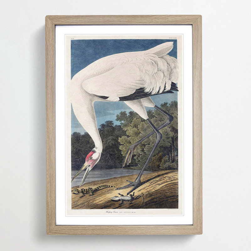 Hooping Crane Bird by John Audubon - Picture Frame Painting Print on MDF, Oak Framed, 48cm H x 36cm W x 2cm D
