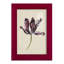 Étude de tulipes antiques IV - reproduction de cadre photo unique-2048086913-2048086912