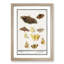 Butterflies & Moths by A.B. de Boodt - Picture Frame Graphic Art Print-55513078-55513080