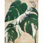 Variegated Monstera Delicioca Print by Karen Sikie